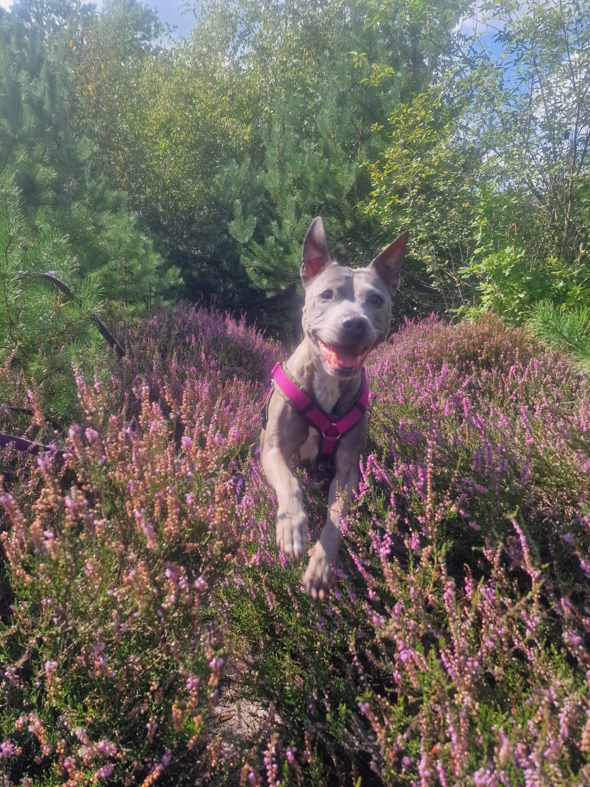 Kelly Springt in der Heide