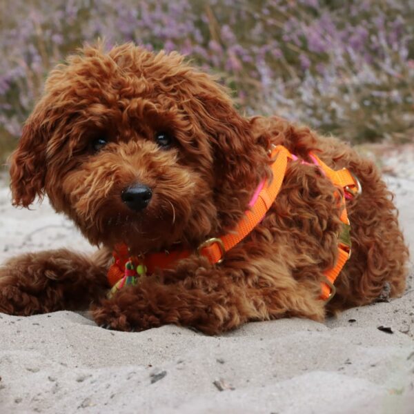 Curly am Strand süß